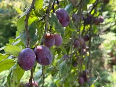 Nie zostawiaj tego pod śliwą we wrześniu. Wiosną możesz żałować