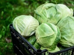Wysłali kapustę do Polski. Import o wartości 84 mln zł. Skąd pochodzi?
