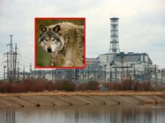 Zbadali wilki z Czarnobyla. Dowiedzieli się czegoś interesującego