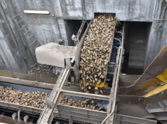 Kampania buraczana rusza. Tyle buraków KGS chce odebrać od plantatorów
