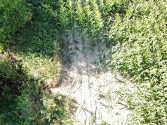 Nastolatkowie wjechali hulajnogami w pole kukurydzy. Właściciel oszacował straty, sąd zajmie się sprawą