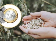 Koniec sierpnia z korektą, ale bilans robi wrażenie. Zboża mocno podrożały