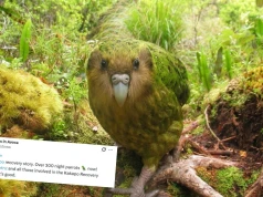 Udało się ocalić kakapo, zagrożony gatunek najdorodniejszych papug na świecie