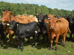 Bydła w skupach nie przybywa. Jakie są ceny byków, jałówek i krów?