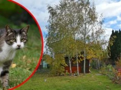 Odcięta głowa kota na działkach. "Sprawca nie może być bezkarny"