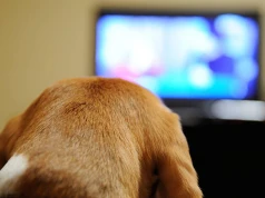 Zostawiasz psu włączony telewizor? Psychologia mówi wprost