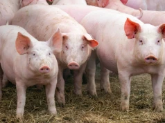 Obniżki cen tuczników. Średnia klasy E już poniżej 7 zł/kg