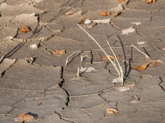 Bezpieczeństwo żywnościowe wobec zmiany klimatu. Znikną niektóre pola uprawne