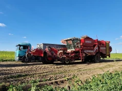 Rusza zbiór buraków. Ile kosztuje kombajn? Takie są stawki za hektar w 2026