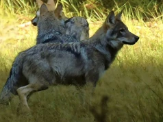 Poranny patrol i niezwykłe spotkanie. Wataha wilków w Roztoczańskim Parku Narodowym