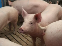 Do 100 tys. zł na inwestycje przeciw ASF. Rusza nabór