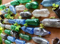 Nie wyrzucaj plastikowej butelki. W doniczce może podlewać roślinę prawie za ciebie