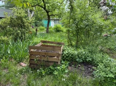 Nie wyrzucam wszystkich chorych liści. Rozdrabniam je i wrzucam na kompost, ale pilnuję 60°C