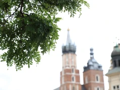Drzewa pojawią się na Rynku Głównym. Miasto szuka wykonawcy