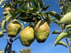 Gruszka pilnie poszukiwana. Skup Agro Fruit Beata Kucharska szuka konkretnej odmiany