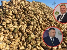 Buraki cukrowe to niższe plony, presja ceny i ryzyko odpływu plantatorów. Mocne słowa o sytuacji w branży
