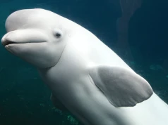 Dwie kolejne biełuchy zmarły w akwarium Shedd w Chicago