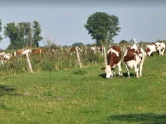 UE wstrzymuje brazylijskie mięso. W tle wysoki import z Mercosur