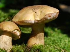 Do złudzenia przypomina borowika, ale jest trujący. Uważaj na grzybobraniu