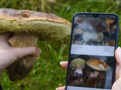 Lepiej nie sprawdzać grzybów w ten sposób. Specjalista od AI ostrzega