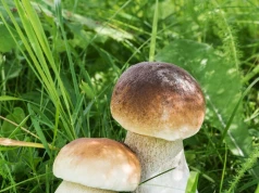 Borowiki pod oknem bez wypraw do lasu. Podlej wodą z cukrem