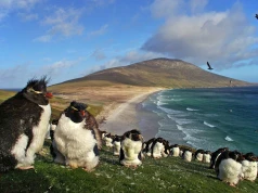 Argentyna zwiększa presję na Falklandy. Javier Milei zapowiada sankcje za wydobycie ropy