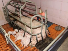 Małe prosięta szybko tracą siły. Tak zwiększysz ich szanse na przeżycie