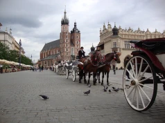 Wybory 2026. Obrońcy zwierząt mówią: „sprawdzam”. Zadali kandydatom jedno pytanie