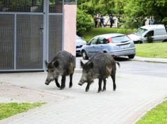 Dzik zaatakował ciężarną. Straciła dziecko