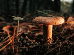 Te grzyby są już w lasach w całej Polsce. Idealne do marynowania