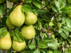 Zimowe odmiany jabłek wchodzą do gry, słabnie popyt na arbuzy