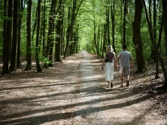 Ponad 5 kg czystego złota ukryte w lesie. Znalazcy dostaną zawrotną nagrodę