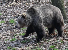 Krew i sierść ujawnią prawdę o drapieżnikach. Będą badania genetyczne