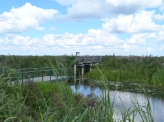 „Tak źle jeszcze nie było”. Narew wysycha, park zamyka atrakcje