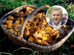 Gdzie są grzyby? Piechociński wskazuje regiony. "Niesamowity wysyp"