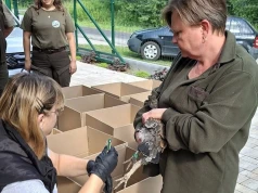 Rzadkie ptaki wracają do polskich lasów. Wielki sukces