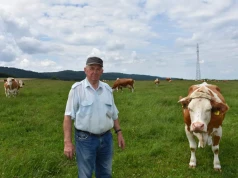 Zrezygnowali z kiszonki z kukurydzy. Ich krowy dają ponad 6 tys. kg mleka