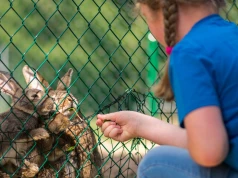 3-latka głaskała zwierzęta w mini zoo. Kilka tygodni później zmarła