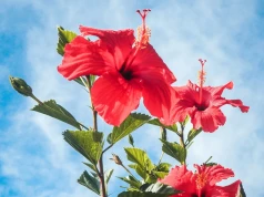 Hibiskus ma kwiaty jak męska dłoń. We wrześniu robię z nim jedną rzecz