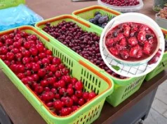 Babcia robiła z niego nalewkę. Ja gotuję sos do mięsa lepszy niż żurawina