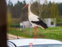 Bocian podziobał karoserię samochodu. To nie wszystko