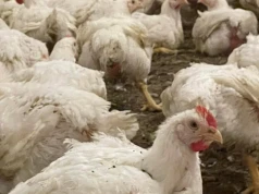 Mieszkańcy drżą o wodę! Ferma drobiu może im ją zabrać