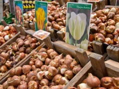 Kupiłeś cebulki tulipanów do sadzenia? Nie przechowuj ich w ten sposób