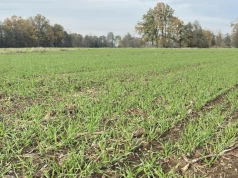 Uprawa bezorkowa pod zboża. Rolnicy mówią, jakie daje efekty