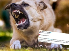 Sejm rozważy szybsze odbieranie agresywnych psów, bez możliwości ponownej adopcji