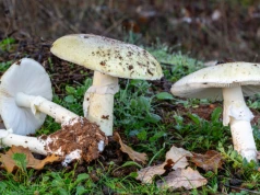 Pierwsze objawy zatrucia grzybami. Mogą być niepozorne