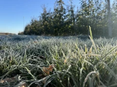 Jeszcze dobrze nie zaczęły się zbiory, a już nadchodzą pierwsze przymrozki. Sadownicy muszą uważać