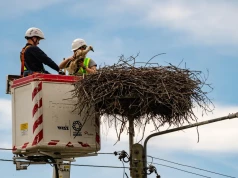 Rewolucja w badaniu bocianów. Elektroniczne obrączki same wysyłają dane