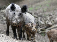 Stado dzików na ekspresówce doprowadziło do karambolu. Sześciokilometrowy zator na wjeździe do stolicy. Sprawdź utrudnienia w Warszawie