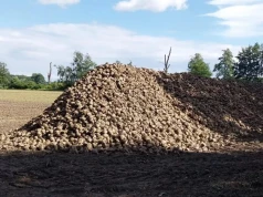 Wykopki buraków ruszyły w Wielkopolsce. O terminie nie decyduje tylko pogoda